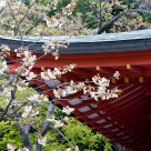 Late blossoms