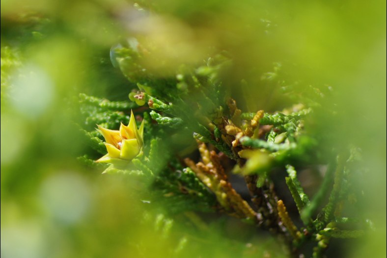 Shy flower..