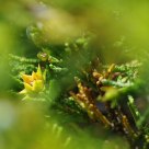 Shy flower..