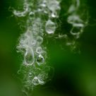 water trapped inside Bombax ceiba cotton fibre
