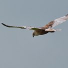 hen harrier