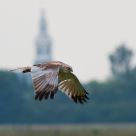 hen harrier