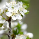 Wild Blooms