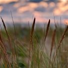 Couchant sur les dunes