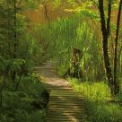 boardwalk