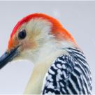 'Red-bellied Woodpecker'