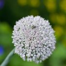 Green Fly