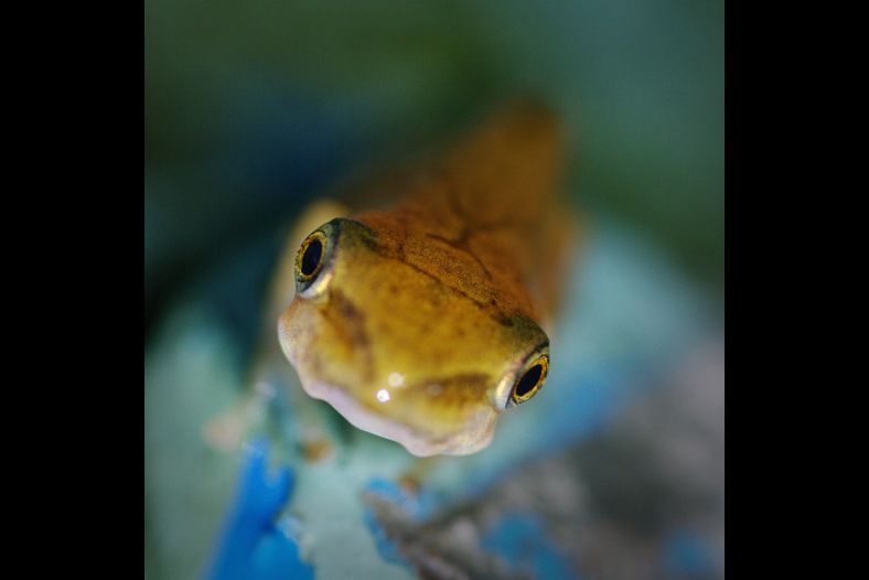 Baby Frog