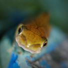 Baby Frog