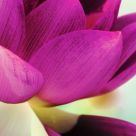 Lotus in Negative