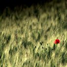 The last poppy