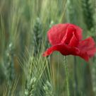 The last poppy 1