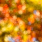 Autumn vibration