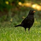 blackbird