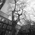 A Tree Grows