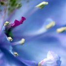 rhododendron