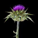 Thistle bloom