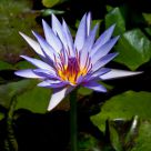 Water Lily