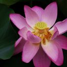 Macau Lotus Festival 2011