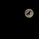 Un oiseau dans la nuit