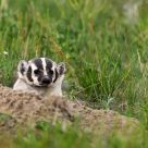 Badger