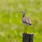 A Bird on a Post