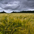 Storm Over Barley