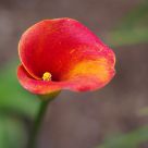 The Calla Lily