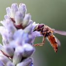 hover fly
