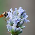 hover fly