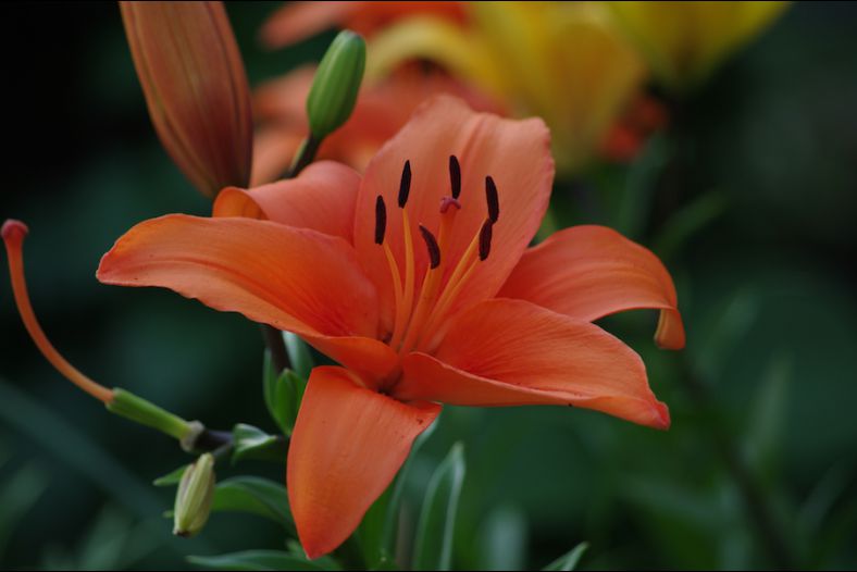 Flower 3