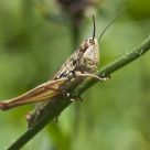 grasshopper