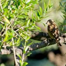 Un oiseau sur la branche...