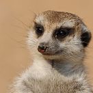 Meerkat