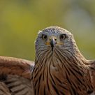 The Red Kite