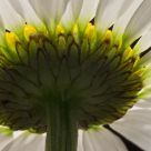 Flower base