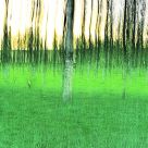 Not Seeing the Wood for the Trees