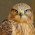The Red Kite