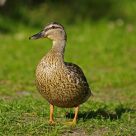 MALLARD