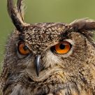 Bubo Bubo