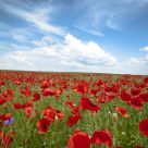 White, blue and red