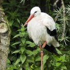 Stork