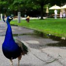 Struttin'