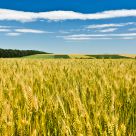 Heavy harvest