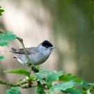 blackcap