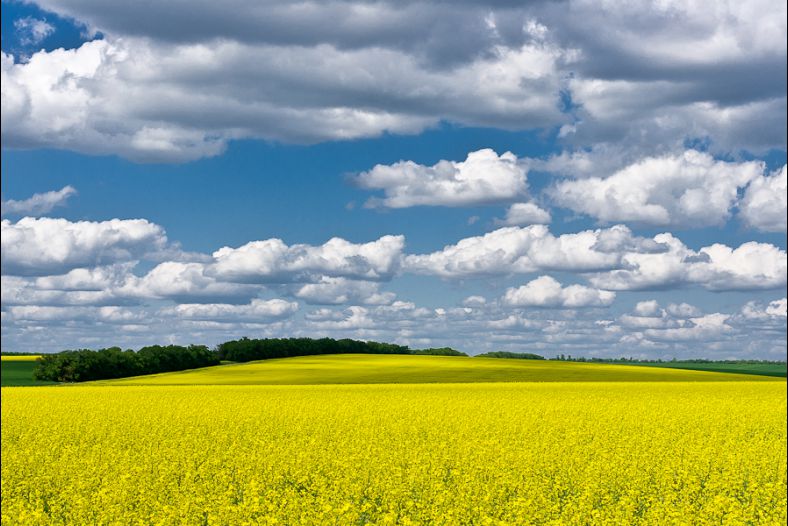 National colors of the Ukraine