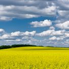 National colors of the Ukraine