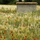 A barn between poppies