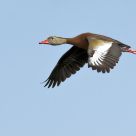 Black-bellied Flight