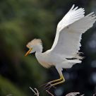 Cattle Egret Hairdo